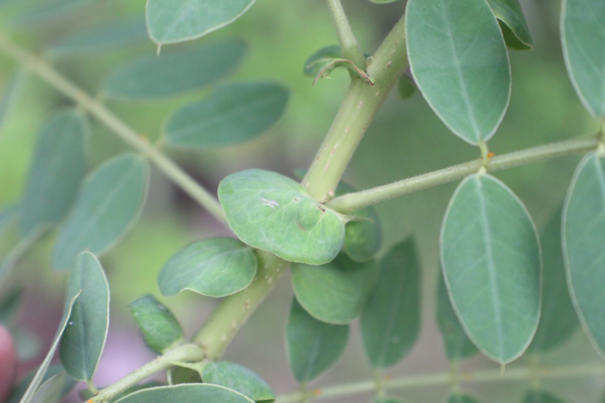 Senna auriculata (L.) Roxb.